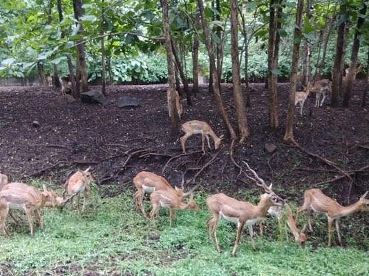 A group of deer grazing in a grassy enclosure at the Rajiv Gandhi Zoological Park. The deer are brown with white spots and are standing in a lush green area surrounded by trees.